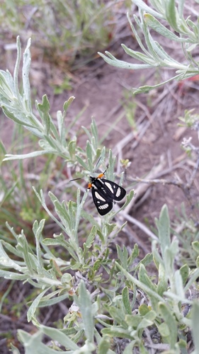 MacCulloch's Forester Moth photo 5