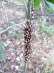 Umbonia crassicornis