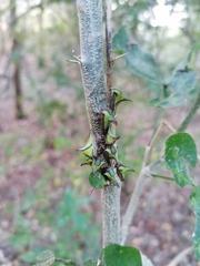 Umbonia crassicornis