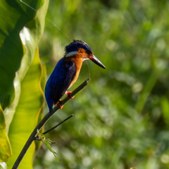 Corythornis vintsioides