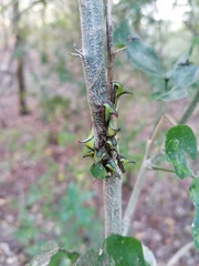 Umbonia crassicornis