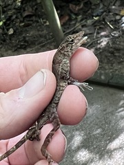 Anolis polylepis