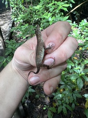 Anolis polylepis
