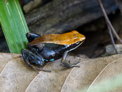 Mantella