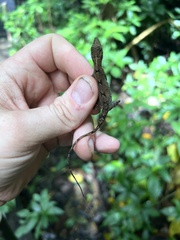 Anolis polylepis