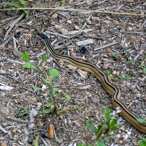 Four-striped Snake, Dromicodryas quadrilineatus