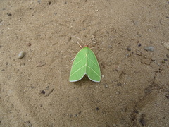 Bena bicolorana
