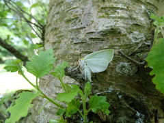 Bena bicolorana