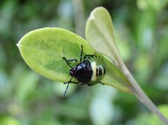 Glaucias amyoti