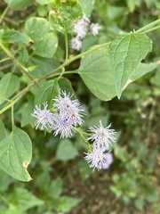 Tamaulipa azurea