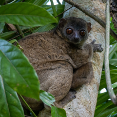 Lepilemur tymerlachsoni