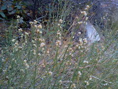 Baccharis sergiloides