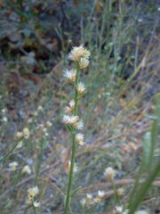 Baccharis sergiloides