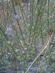 Baccharis sergiloides