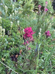 Castilleja parviflora oreopola