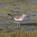 Solitary Sandpiper - Photo (c) Robin Gwen Agarwal, some rights reserved (CC BY-NC)