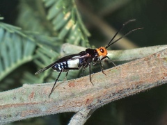 Trilaccus mimeticus