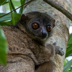 Lepilemur tymerlachsoni