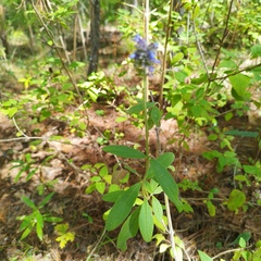 Salvia lavanduloides