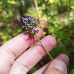 Salvia lavanduloides