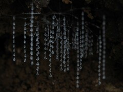 Arachnocampa luminosa