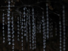Arachnocampa luminosa