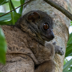 Lepilemur tymerlachsoni