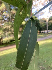 Eucalyptus propinqua