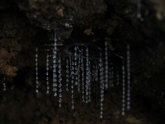 Arachnocampa luminosa