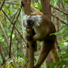 Eulemur macaco