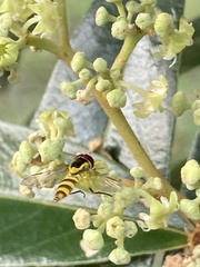 Ischiodon scutellaris