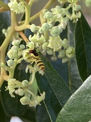 Ischiodon scutellaris