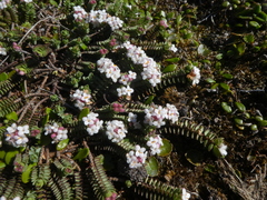 Pimelea carnosa