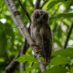 Rainforest Scops Owl photo 2