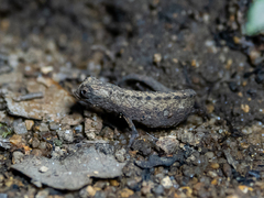 Brookesia minima