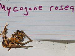 Mycogone rosea