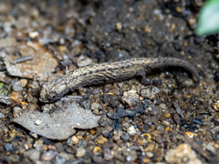 Brookesia minima