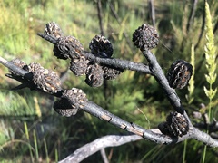 Allocasuarina robusta