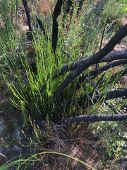 Allocasuarina robusta
