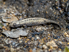Brookesia minima