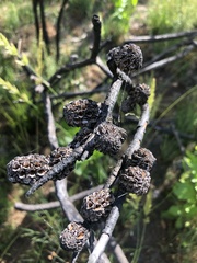 Allocasuarina robusta