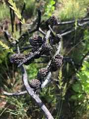 Allocasuarina robusta