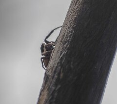 Leptofreya