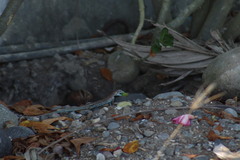 Aspidoscelis communis