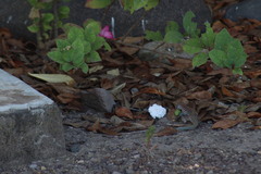 Aspidoscelis communis