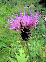 Cirsium alsophilum
