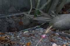 Aspidoscelis communis