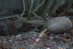 Aspidoscelis communis