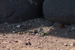 Aspidoscelis communis