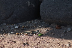 Aspidoscelis communis